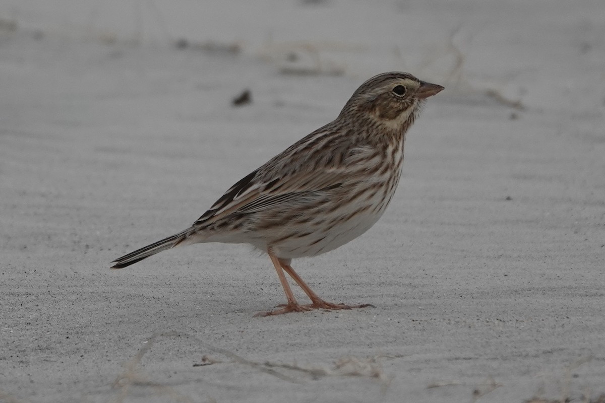 Savannah Sparrow (Ipswich) - ML514536861