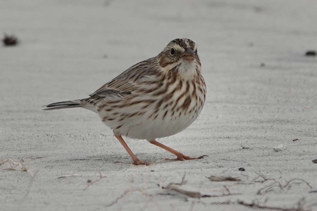 Savannah Sparrow (Ipswich) - ML514536871