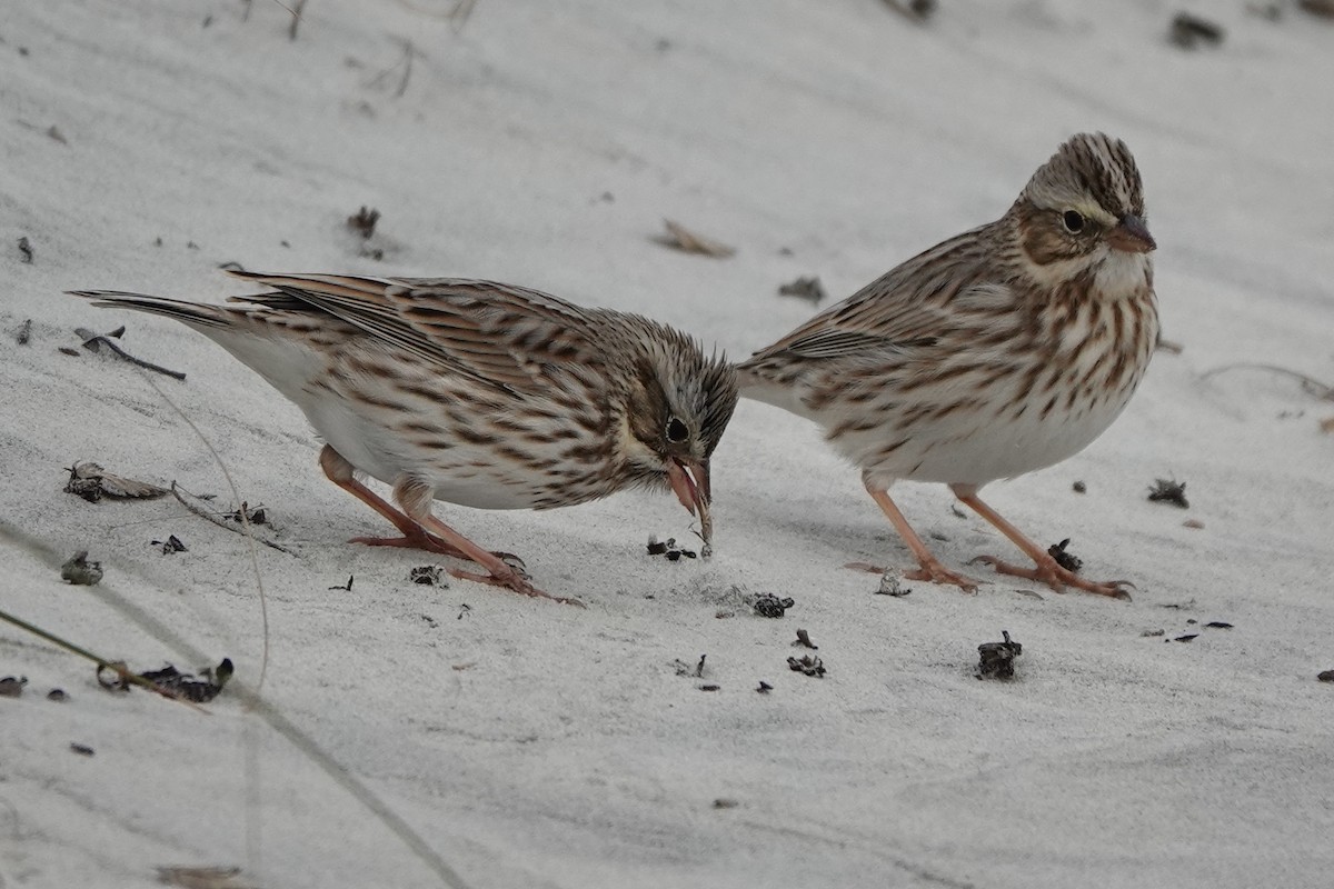 Savannah Sparrow (Ipswich) - ML514536881