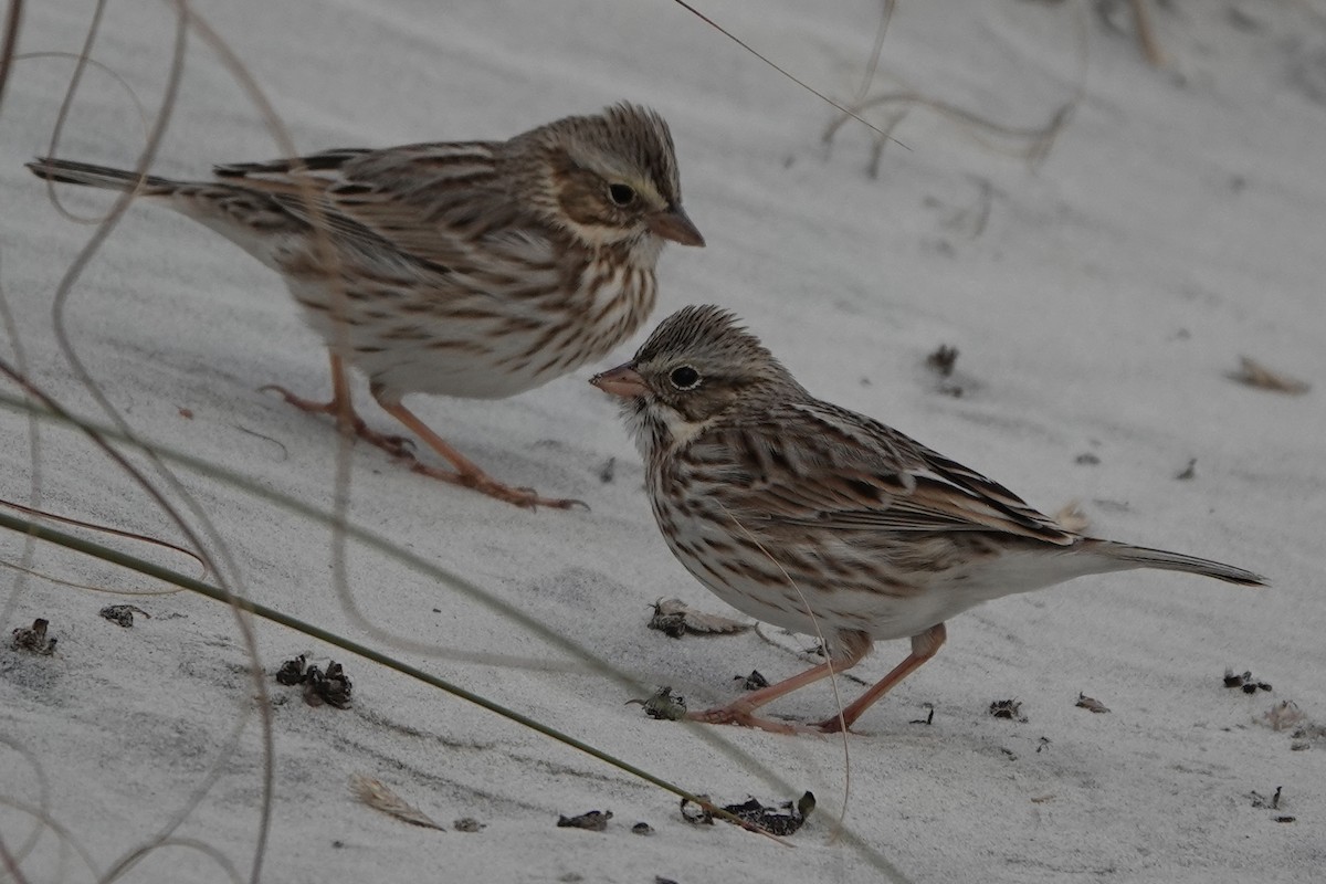 Savannah Sparrow (Ipswich) - ML514536891