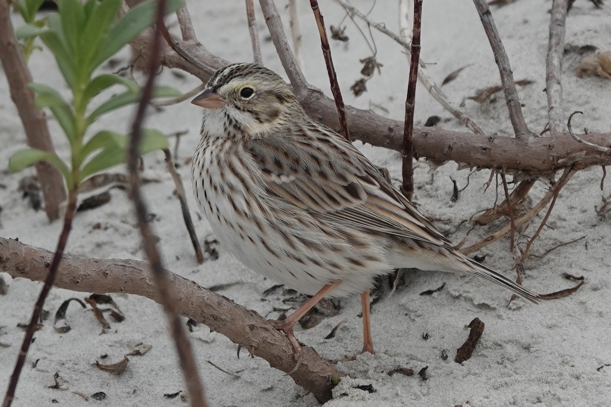 Savannah Sparrow (Ipswich) - ML514536901
