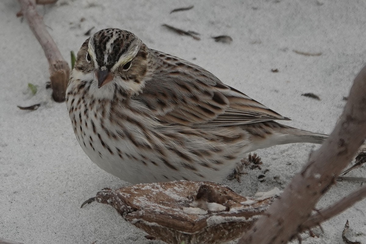 Savannah Sparrow (Ipswich) - ML514536911
