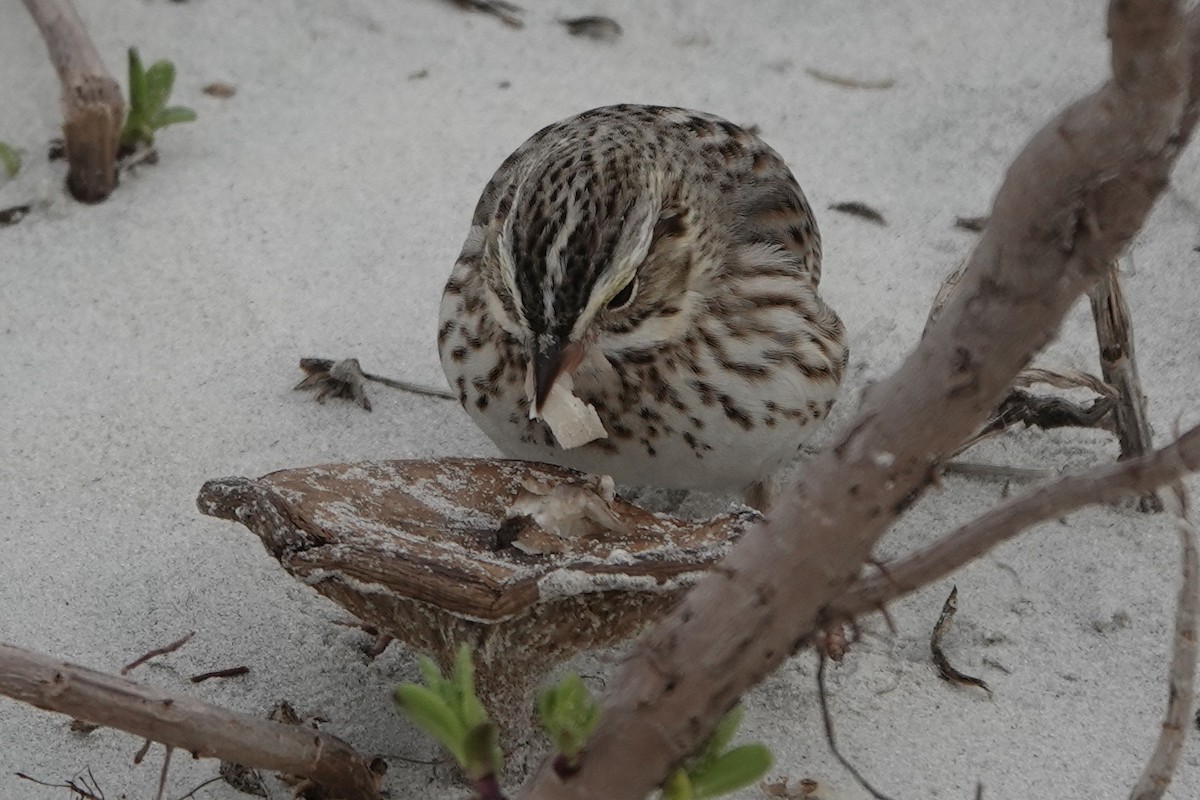Savannah Sparrow (Ipswich) - ML514536921