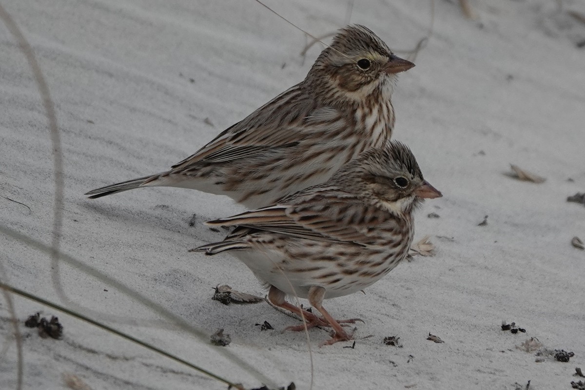Savannah Sparrow (Ipswich) - ML514536931