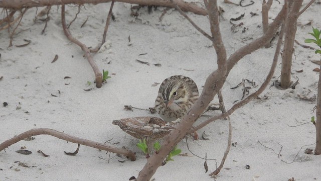 Savannah Sparrow (Ipswich) - ML514537031