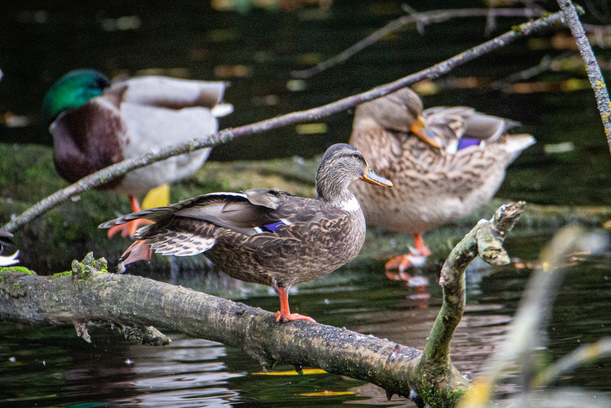 Canard colvert - ML514537051