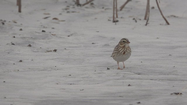 Savannah Sparrow (Ipswich) - ML514537111