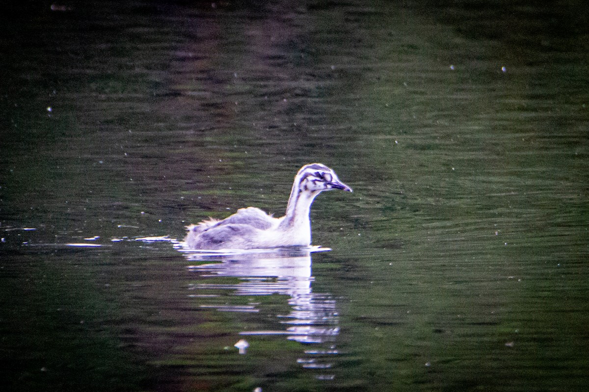 Great Crested Grebe - ML514537501