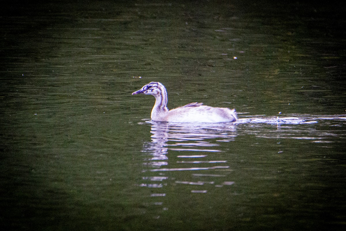 Great Crested Grebe - ML514537511