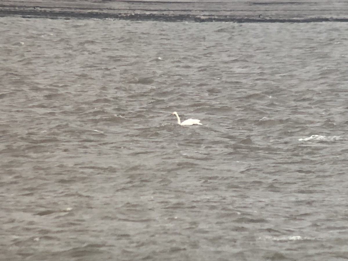 Whooper Swan - ML514538101