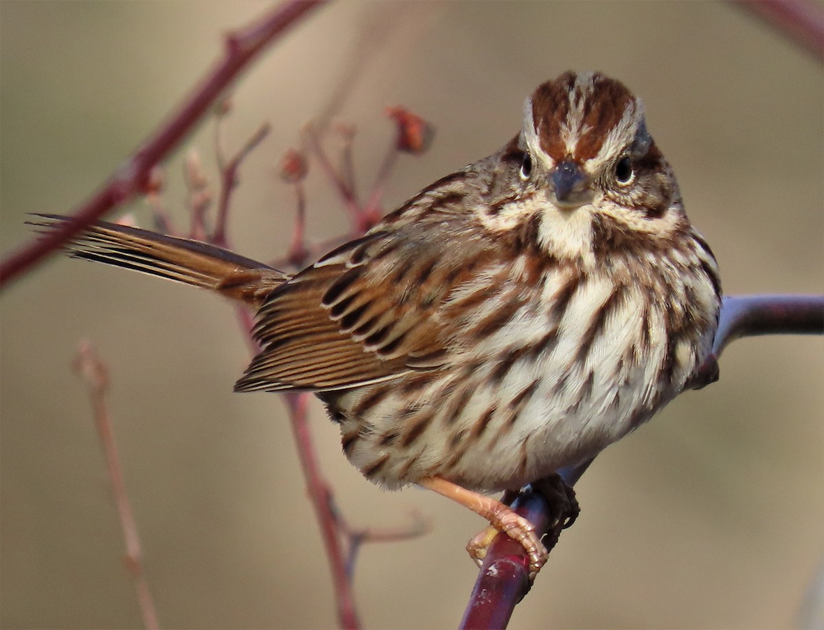 Song Sparrow - Jim Sweeney