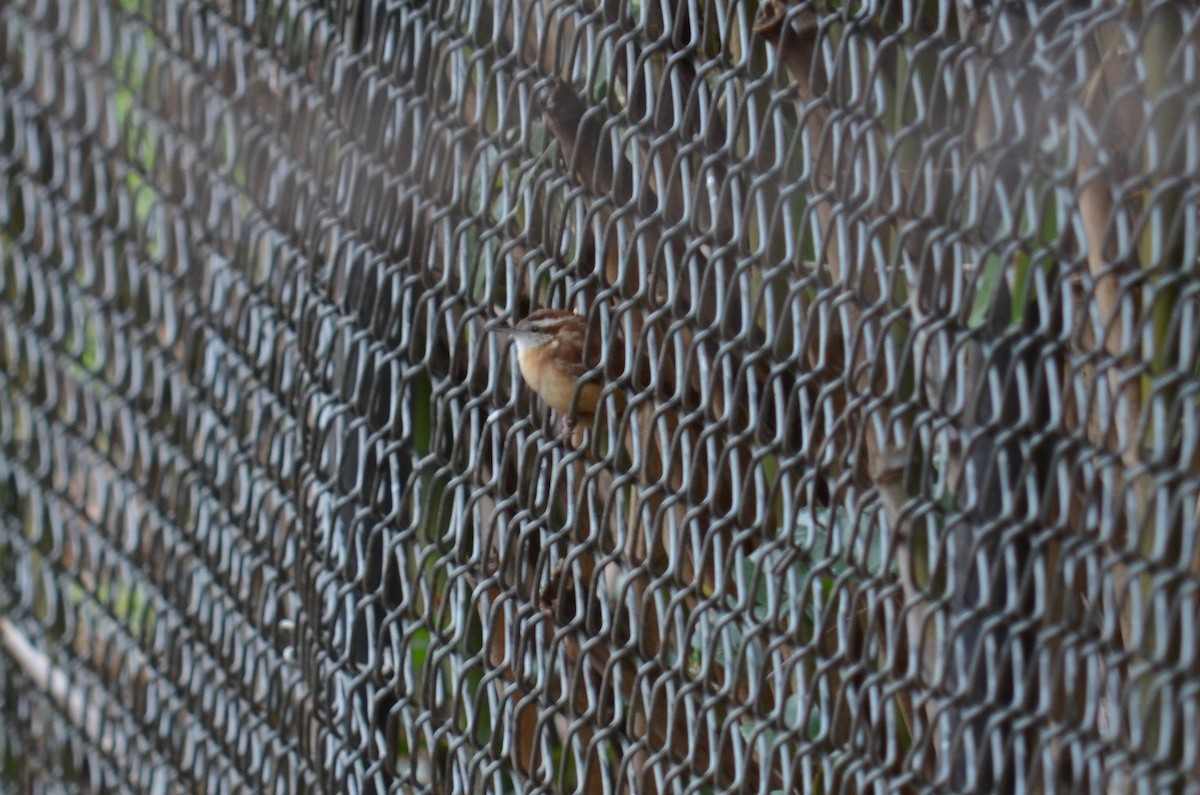 Carolina Wren - ML51453821