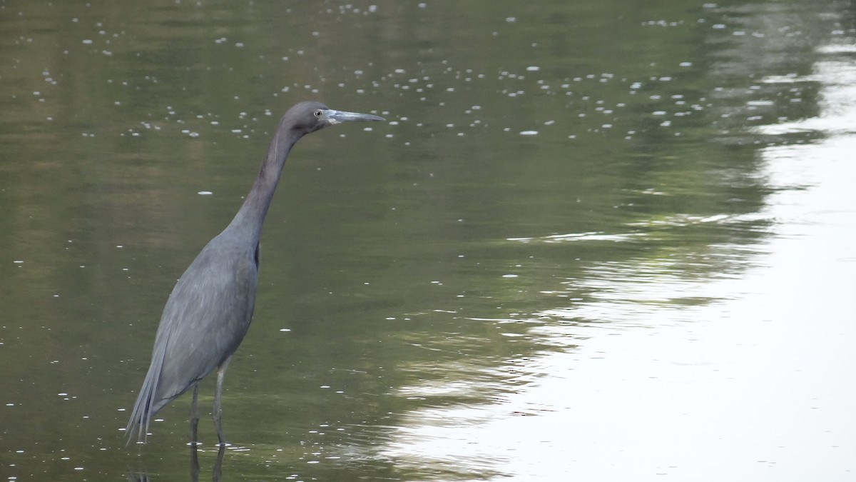 Little Blue Heron - Aurelio Molina Hernández