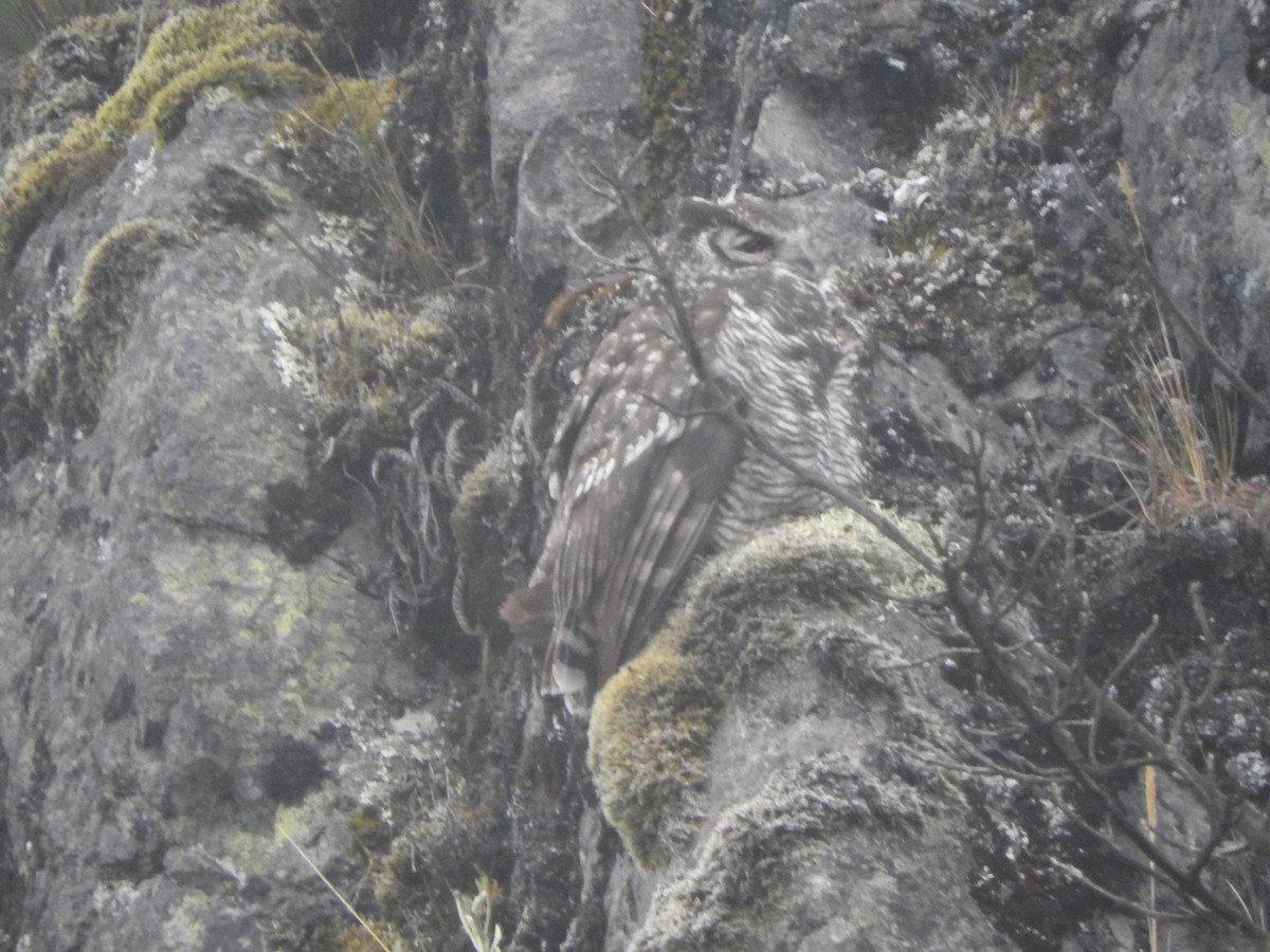 Great Horned Owl - ML514538661