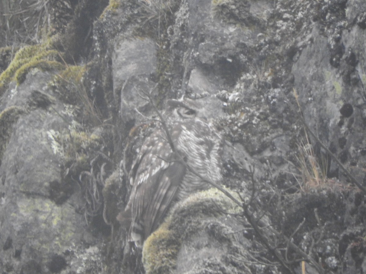 Great Horned Owl - ML514538671