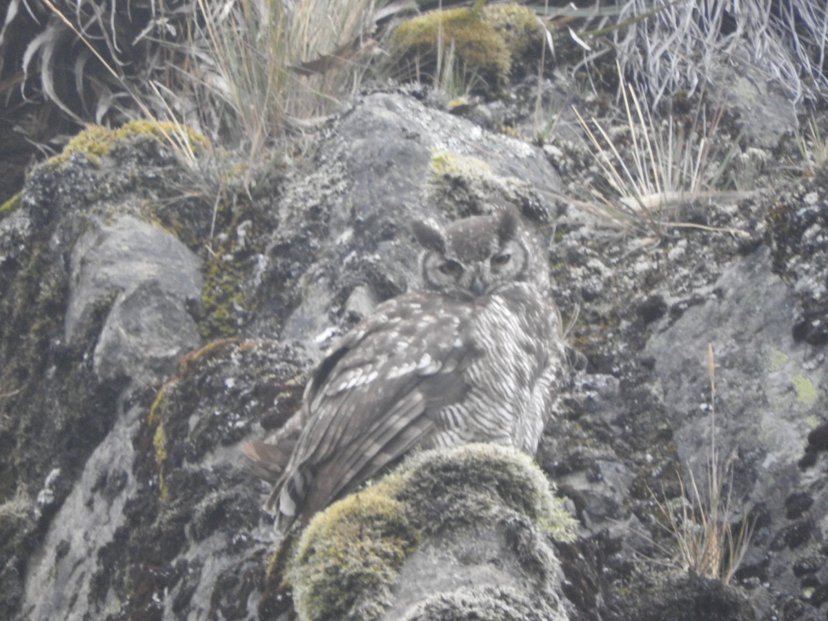 Great Horned Owl - ML514538681