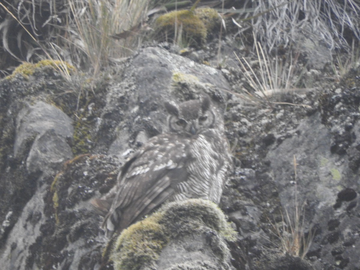 Great Horned Owl - ML514538691