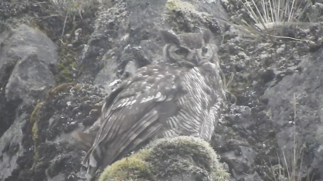 Great Horned Owl - ML514538761