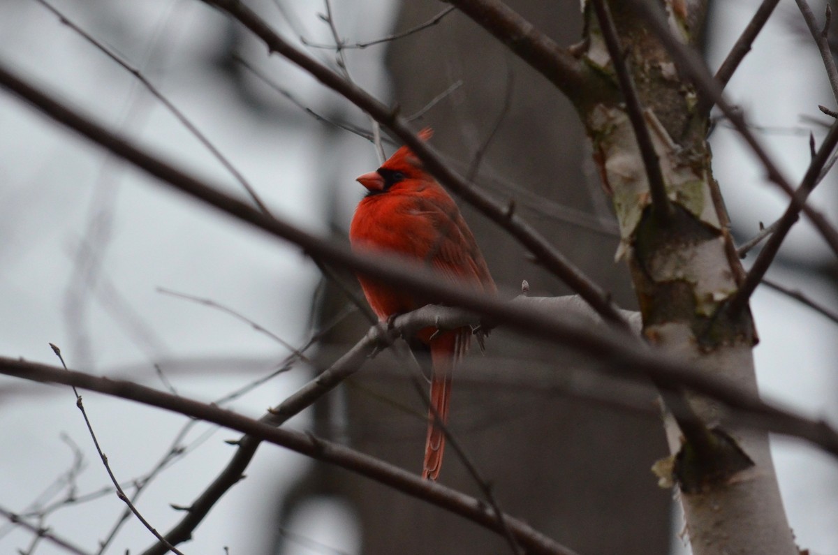 Cardinal rouge - ML51453911