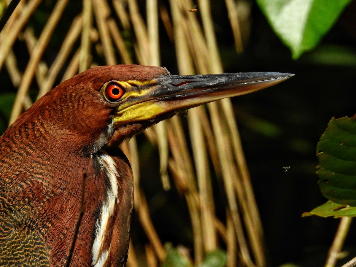 Rufescent Tiger-Heron - ML514539311