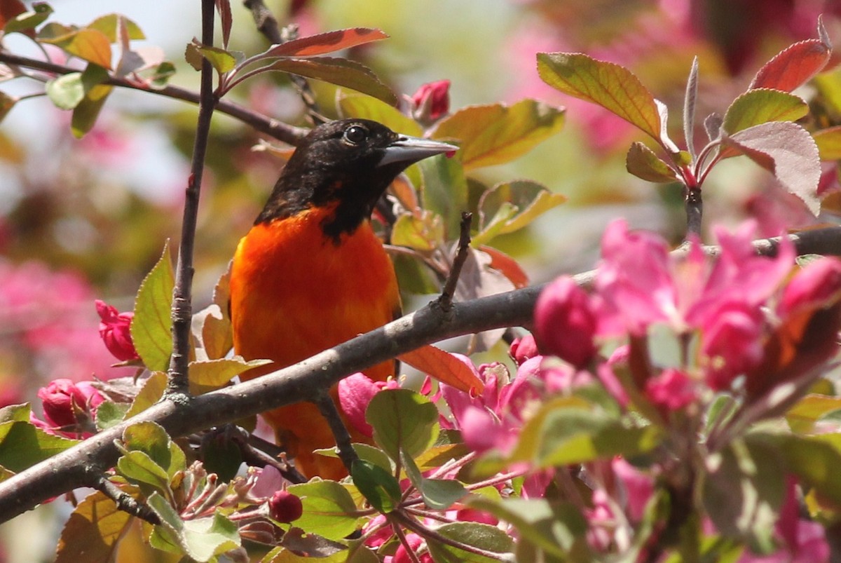 Baltimore Oriole - Margaret Viens