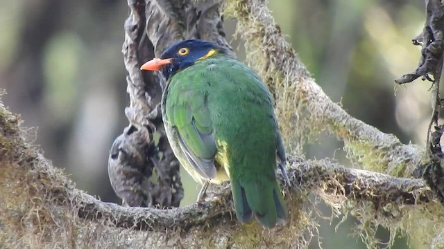 Orange-breasted Fruiteater - ML514543211