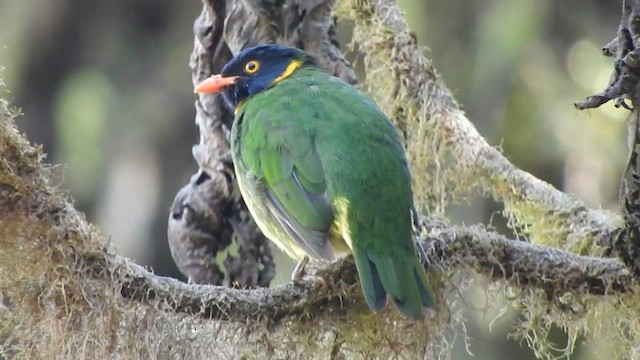 Orange-breasted Fruiteater - ML514543221