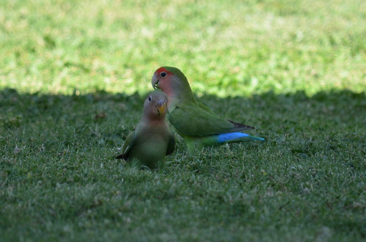 Rosy-faced Lovebird - ML51454391