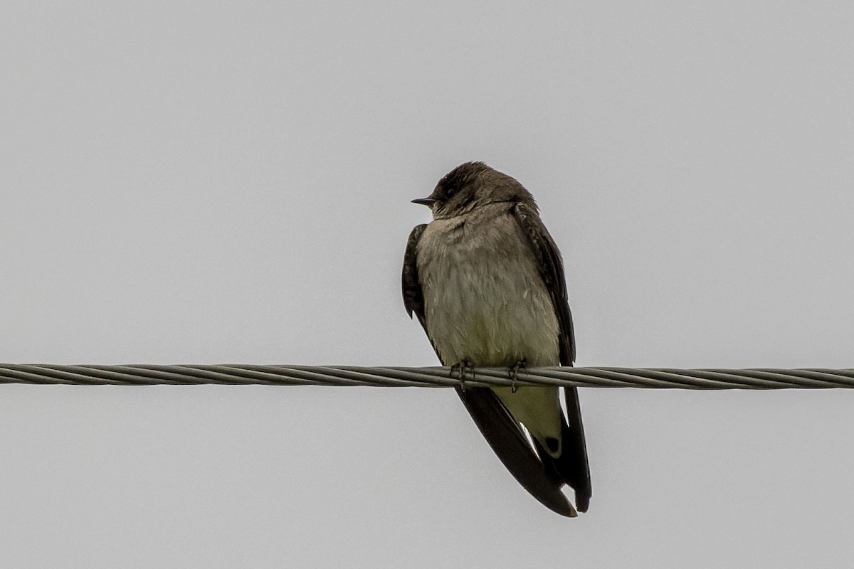 Northern Rough-winged Swallow - ML514544011