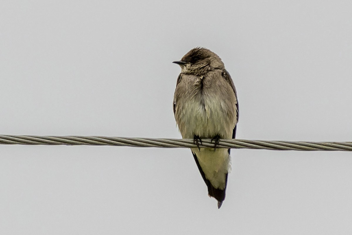 Northern Rough-winged Swallow - ML514544041