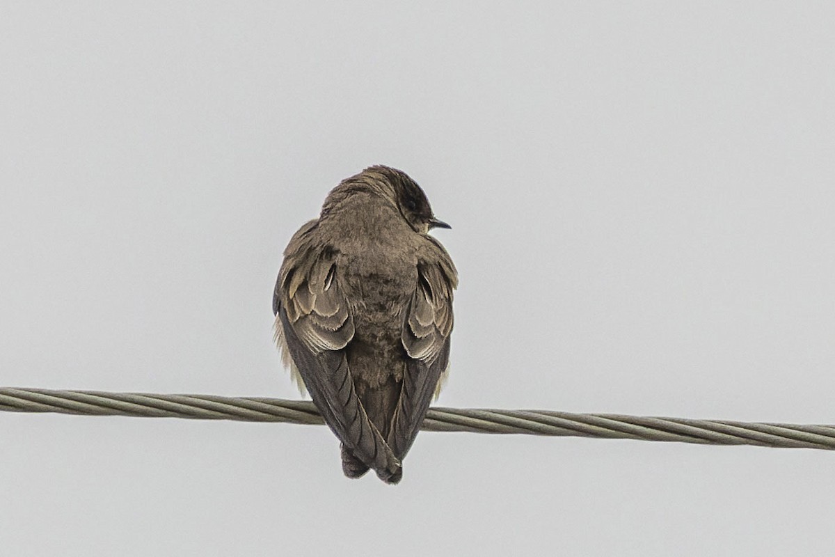 Northern Rough-winged Swallow - ML514544051