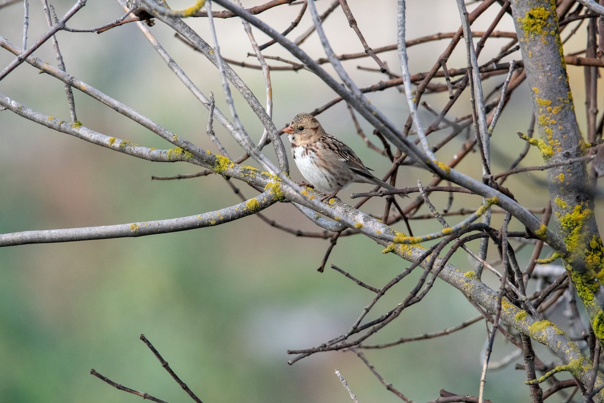 Harris's Sparrow - ML514545311