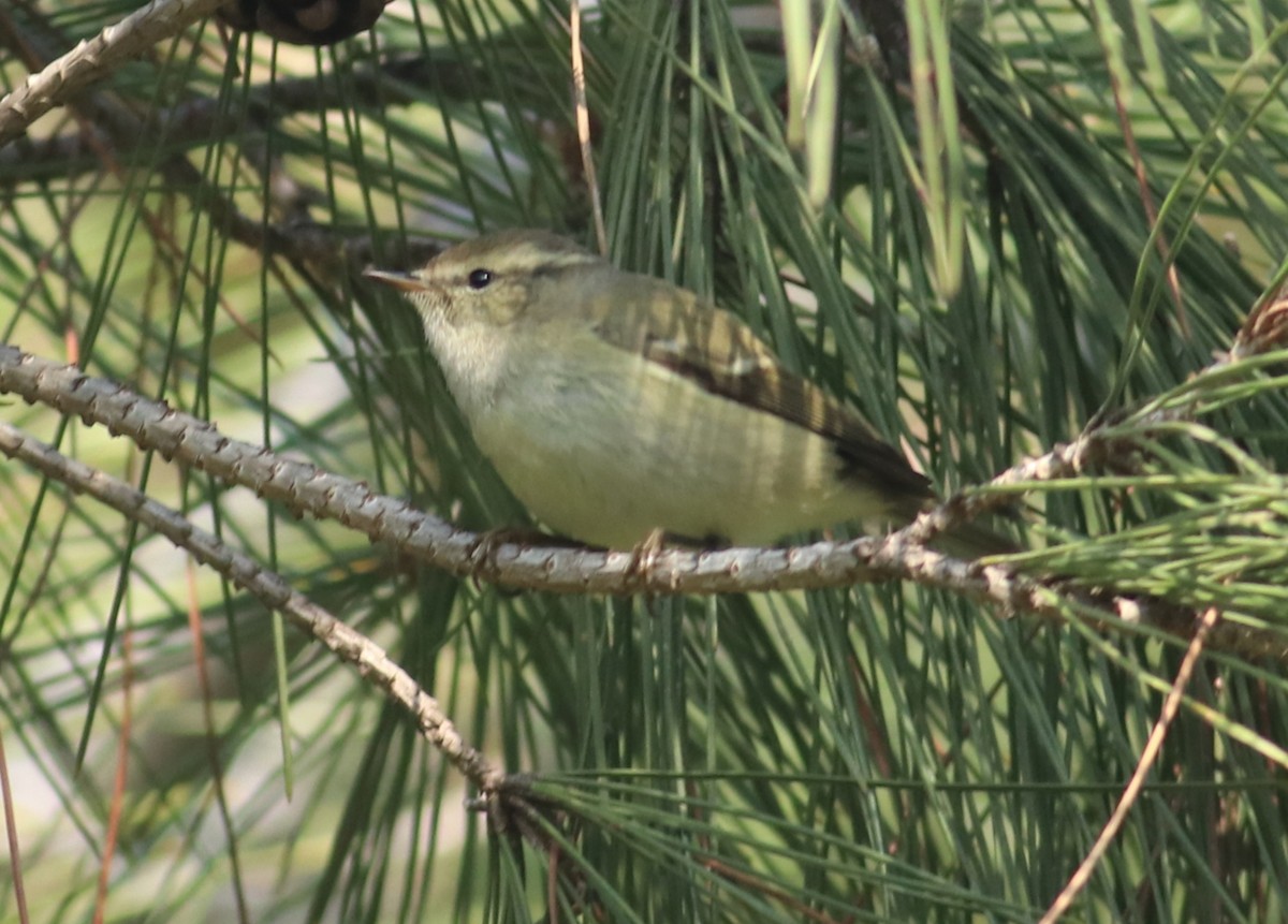 Hume's Warbler - ML514546581