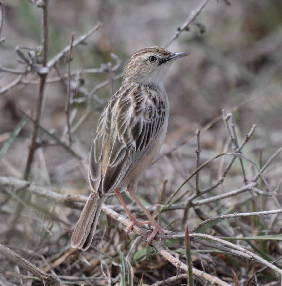 Desert Cisticola - ML514547021