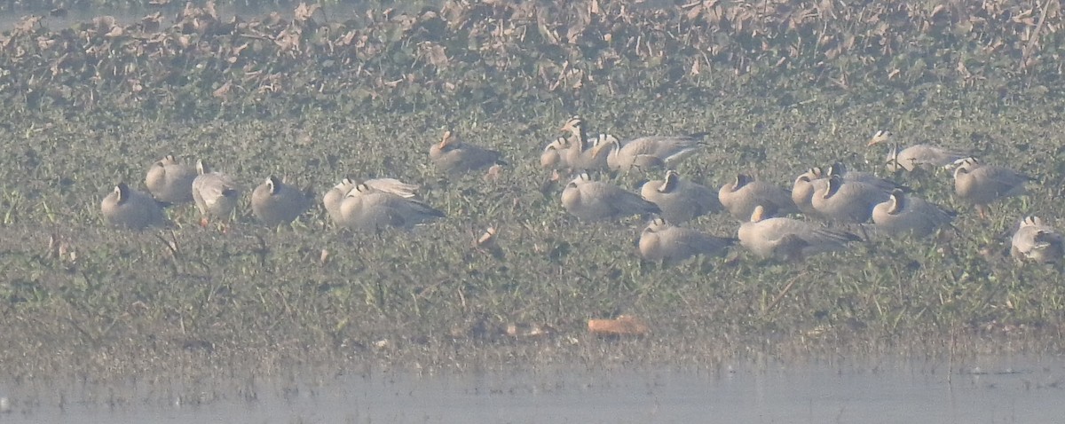 斑頭雁 - ML514548251