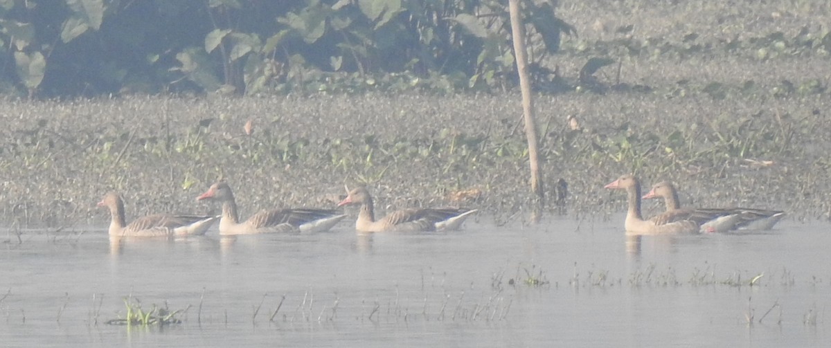 灰雁 - ML514548321