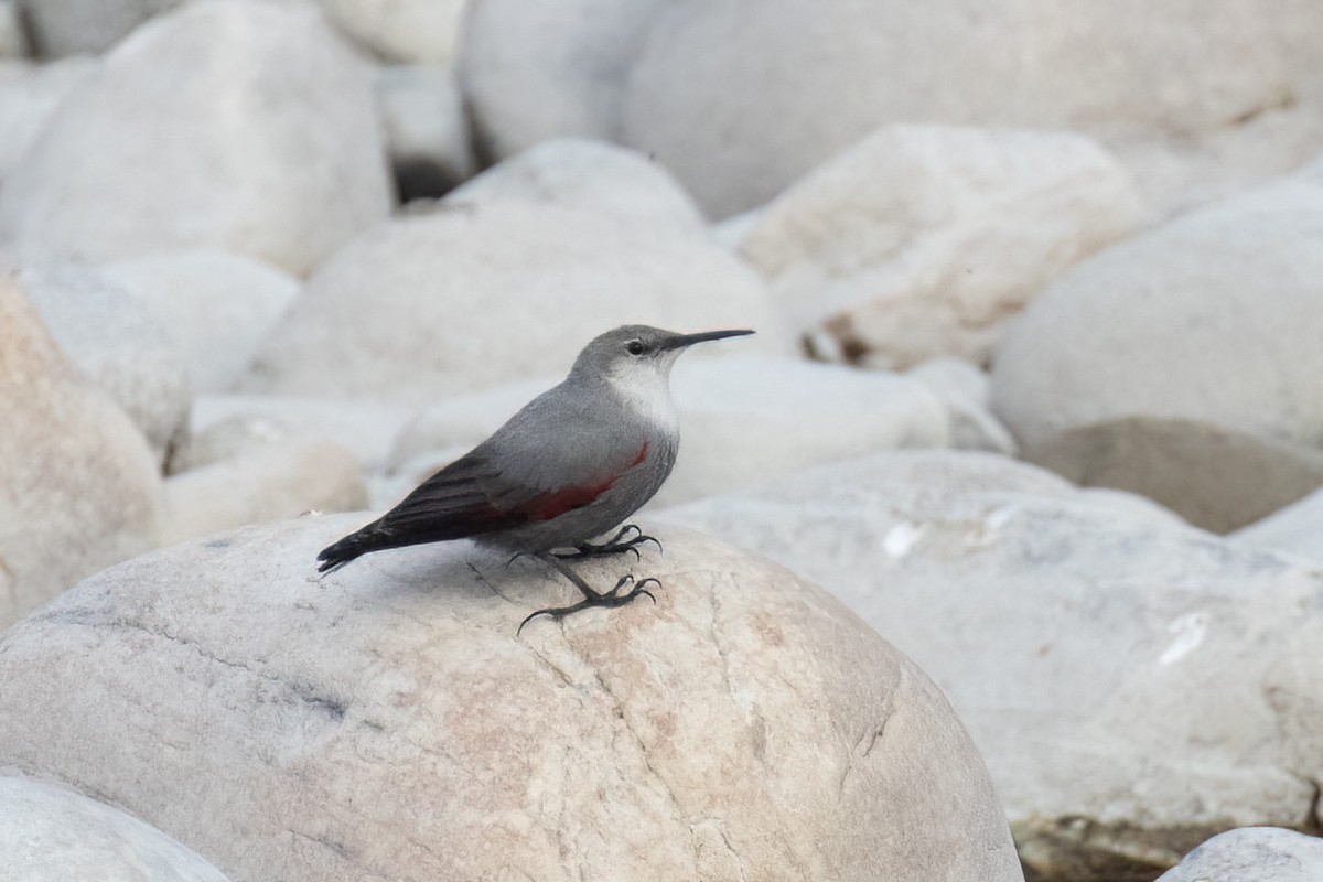 Wallcreeper - Kalpesh Krishna