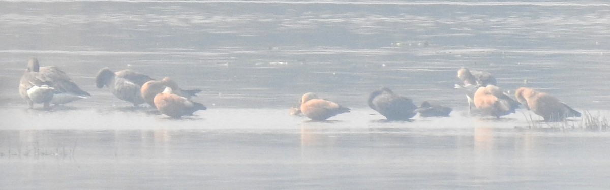 Ruddy Shelduck - Anonymous