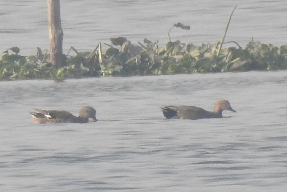 kopřivka obecná - ML514548501