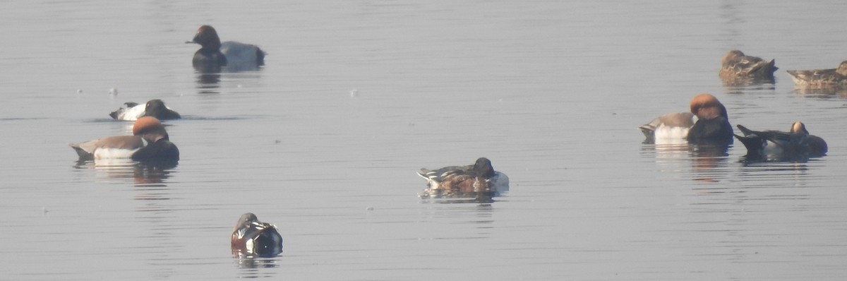 赤嘴潛鴨 - ML514548591