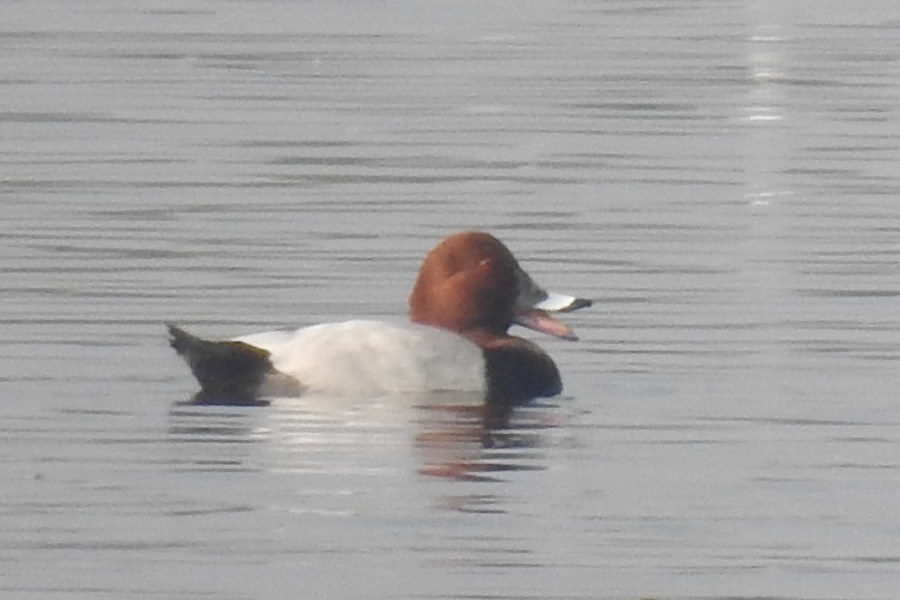 紅頭潛鴨 - ML514548641