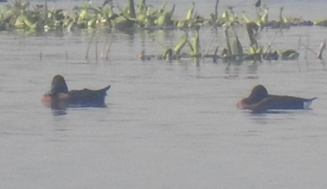 白眼潛鴨 - ML514548661