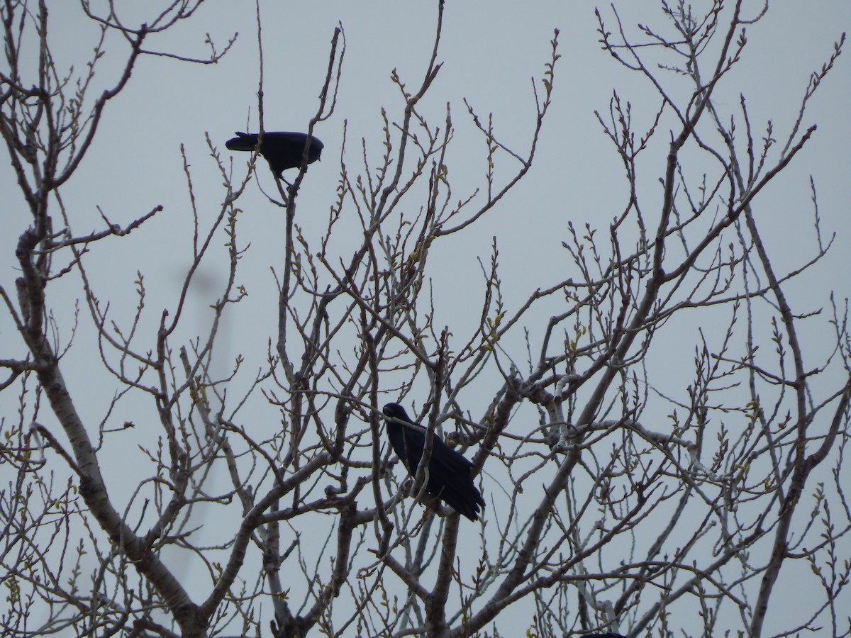 Fish Crow - ML51454871