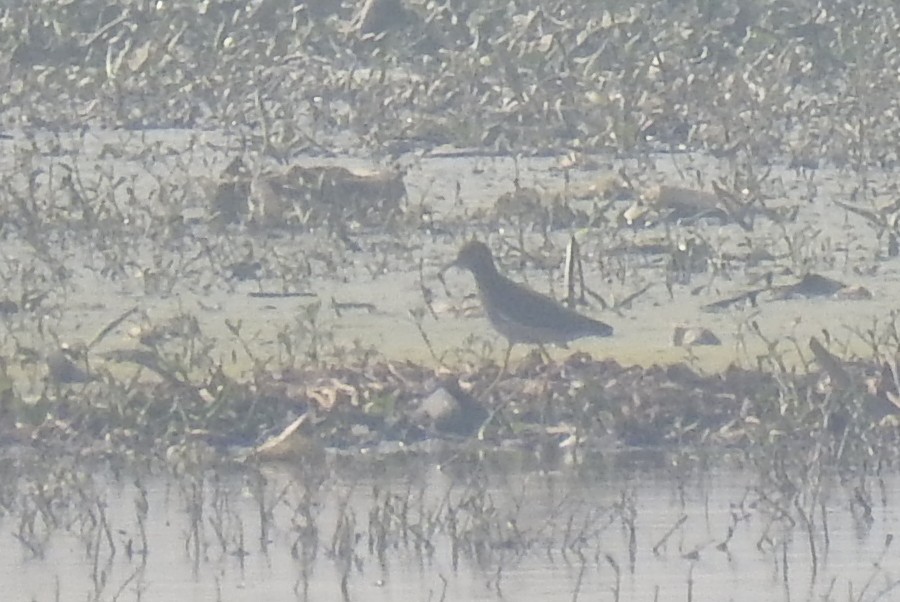 White-tailed Lapwing - ML514548861