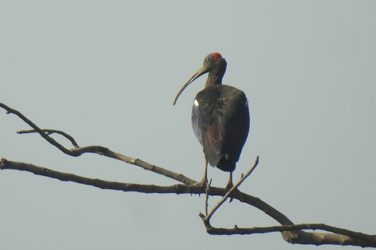 Red-naped Ibis - ML514549001