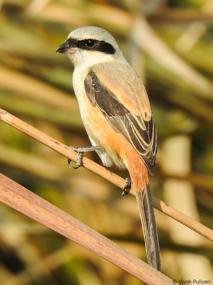 棕背伯勞 - ML514549081