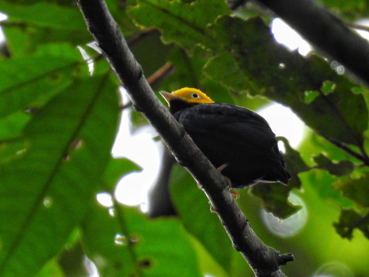 Golden-headed Manakin - ML514549981