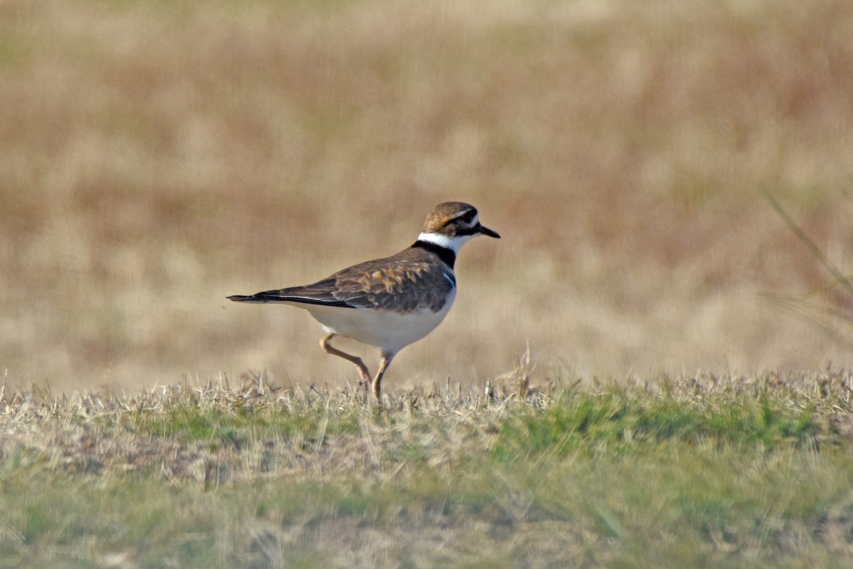 Killdeer - ML514550921