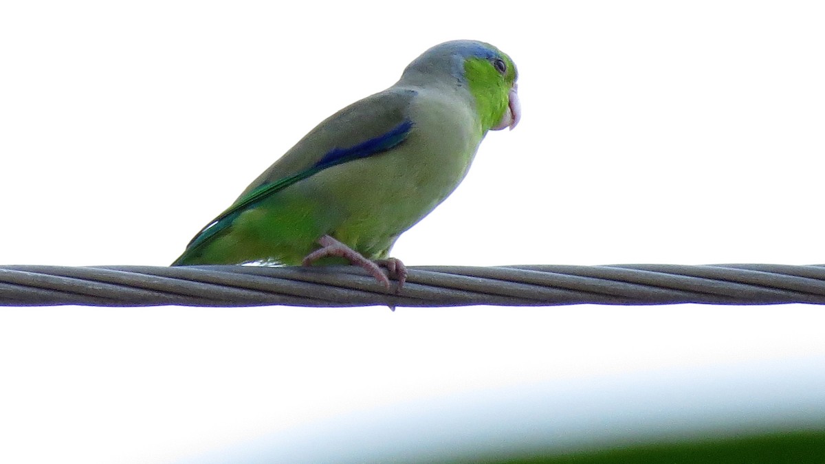 Западный воробьиный попугайчик - ML514550941