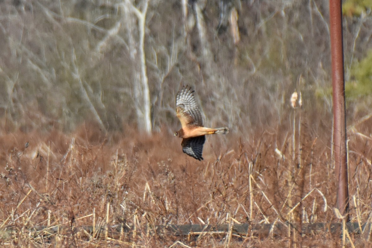 Northern Harrier - ML514551041